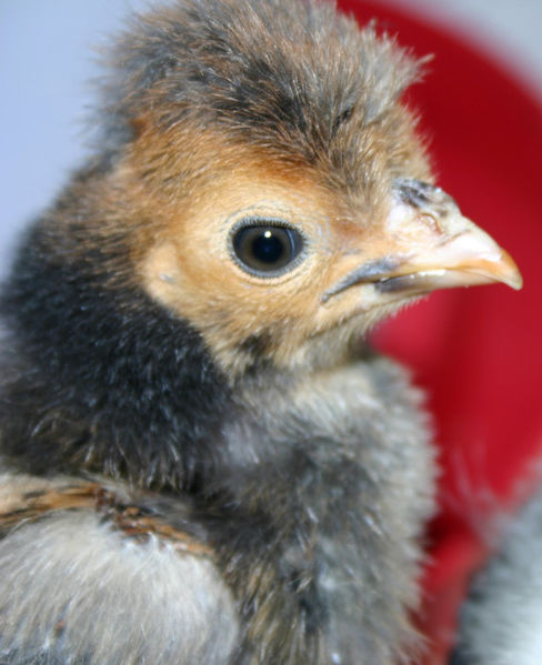 Chick