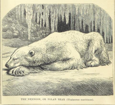 A Victorian Bear in an Ice Cave