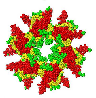 The structure of the association domain of CaMKII