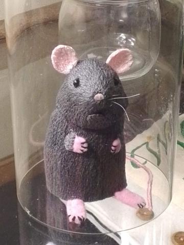 Rat trapped under a glass dome. It looks a bit taken aback.