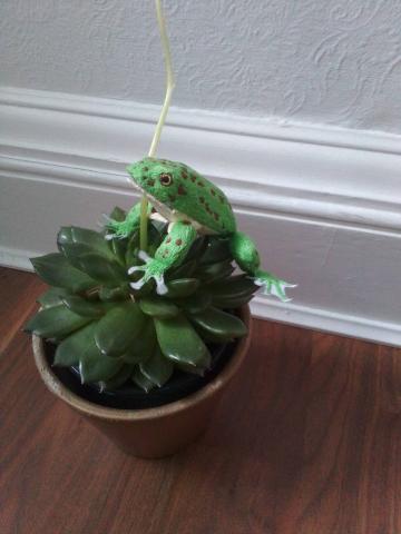 A green frog, with brown spots, is sitting on a potted succulent