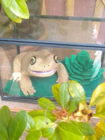 The toad sits in the terrarium beside a succulent. The toad is looking up at the viewer.