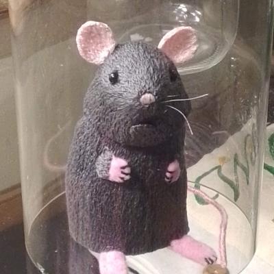 Rat trapped under a glass dome. It looks a bit taken aback.