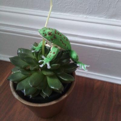 A green frog, with brown spots, is sitting on a potted succulent